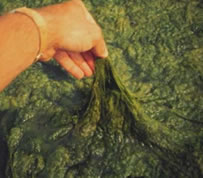 http://www.amuraquatics.com/algae.jpg